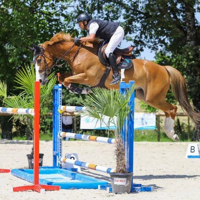 Horse jumping competition