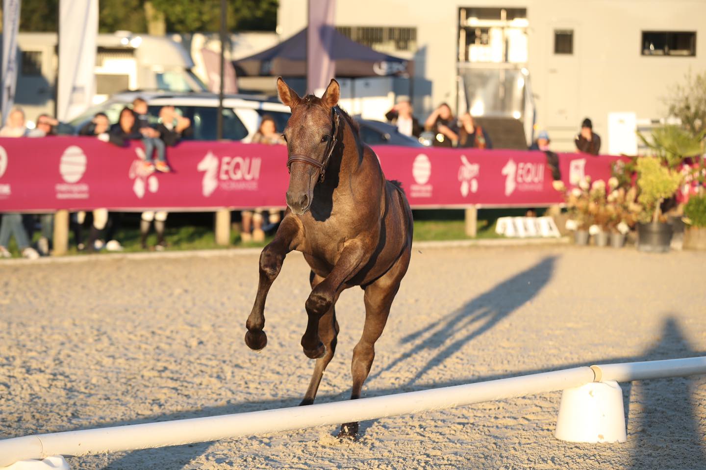 Equi-Normandie - Bruin paard in actie Equi-Normandie - Bruin paard in actie